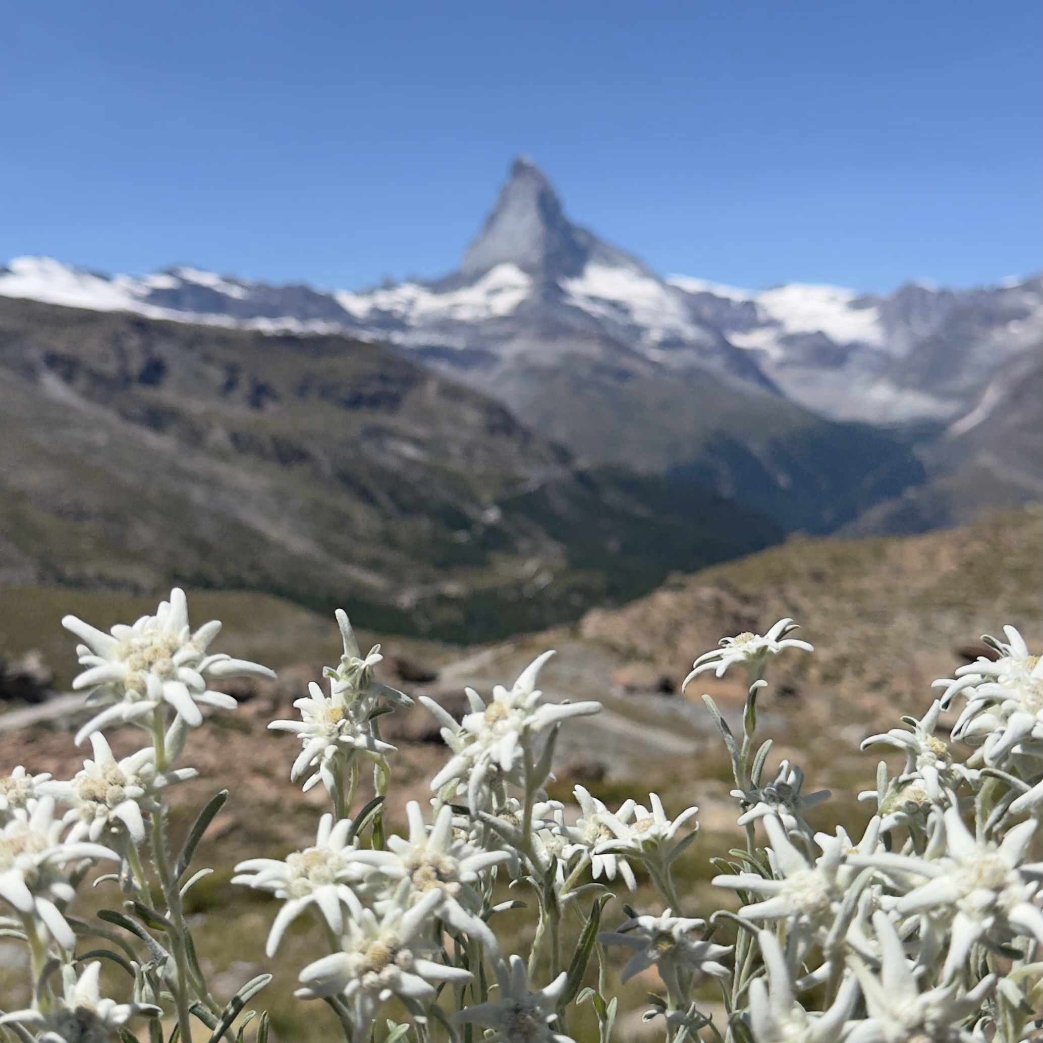 After months of searching, I found edelweiss above Sunnegga on the Sunday before the climb. I took it as a sign of hope and a new beginning, as though everything were finally falling into place. For centuries, the flower has symbolised bravery, dedication and a rugged kind of love.