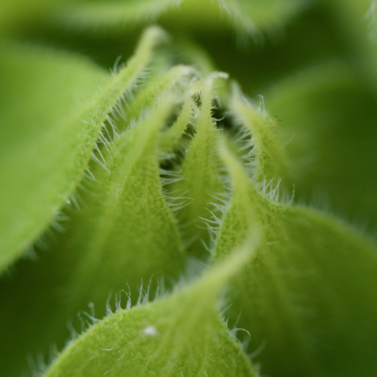 Sunflower bud unfurling, fine stem hairs in close detail, Malta 2025