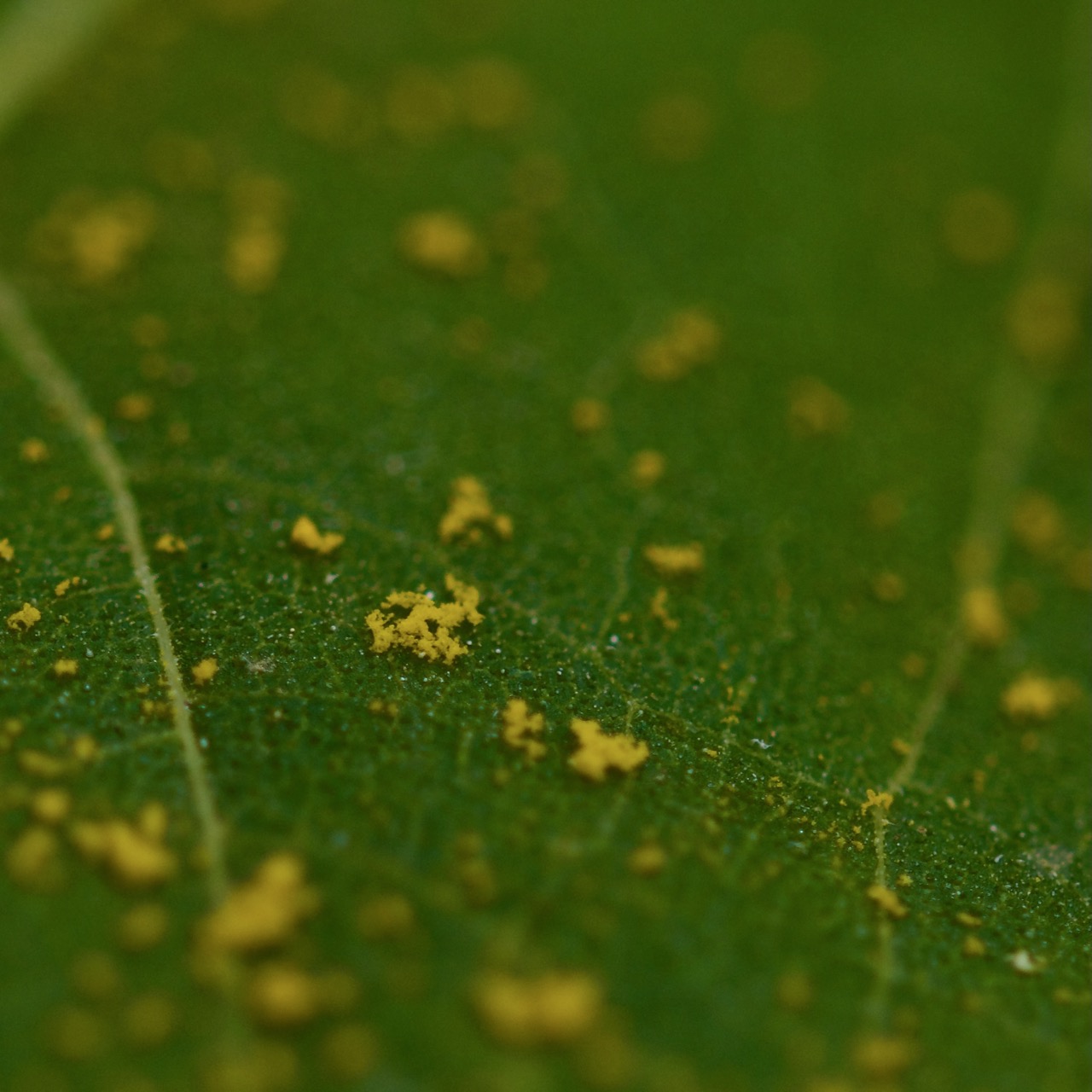 Pollen scattered on sunflower leaf surface, macro photography, Malta 2025