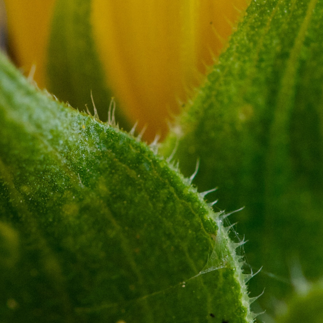 Sunflower sepal and stem detail, fine hairs in macro, Malta 2025