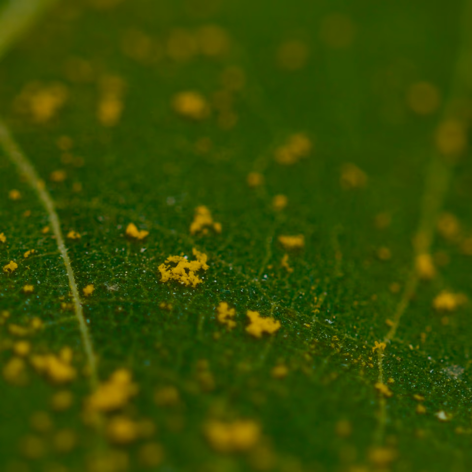 Pollen scattered on sunflower leaf surface, macro photography, Malta 2025