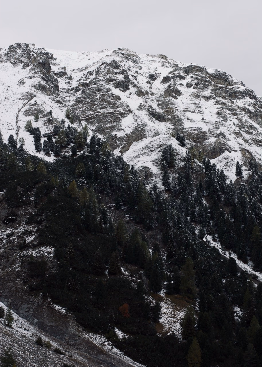 Alpine forests, Dolomites, 2024, digital photography