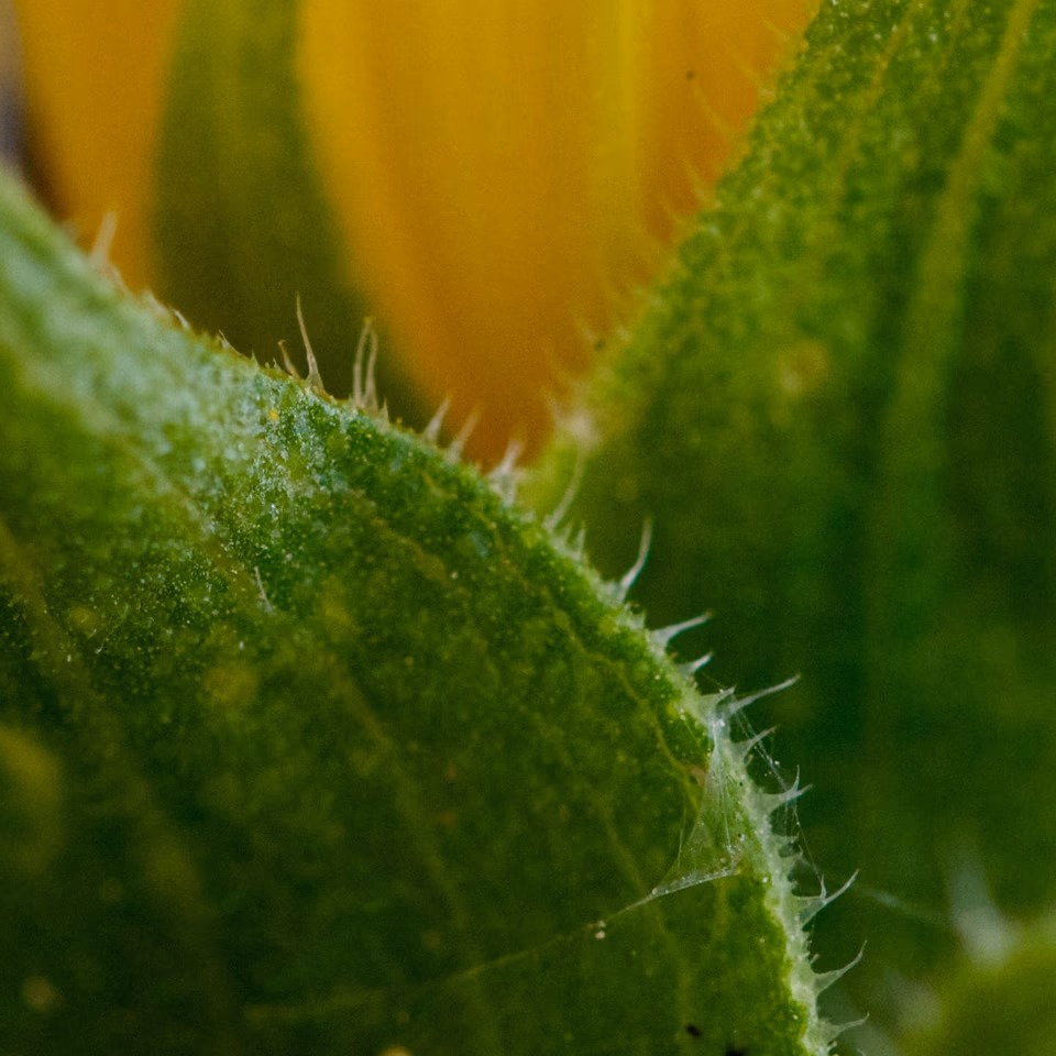 Sunflower sepal and stem detail, fine hairs in macro, Malta 2025