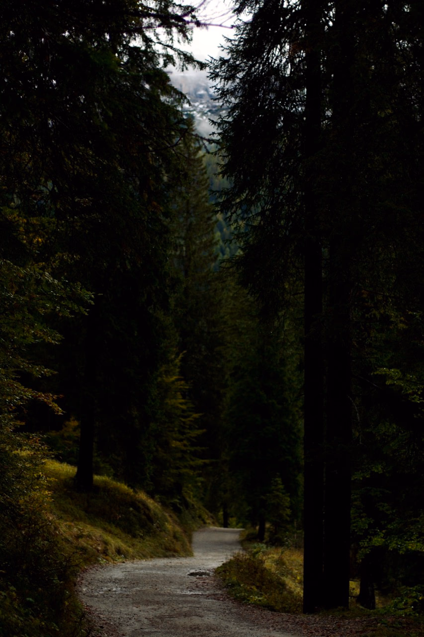 Wooded trail in the forest, Dolomites, digital photography, 2024