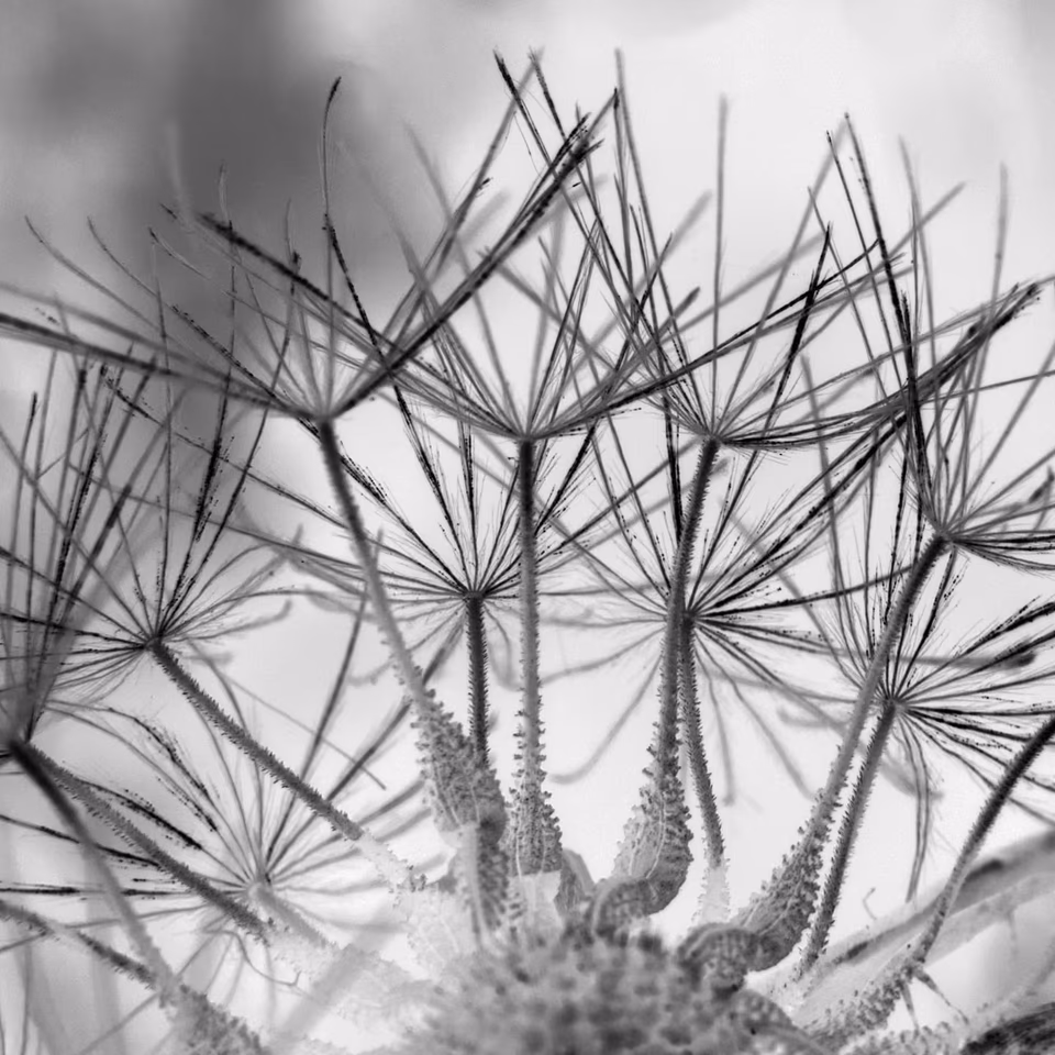 abstract digital media photograph, black and white, arbang, spazzju kreattiv, malta
