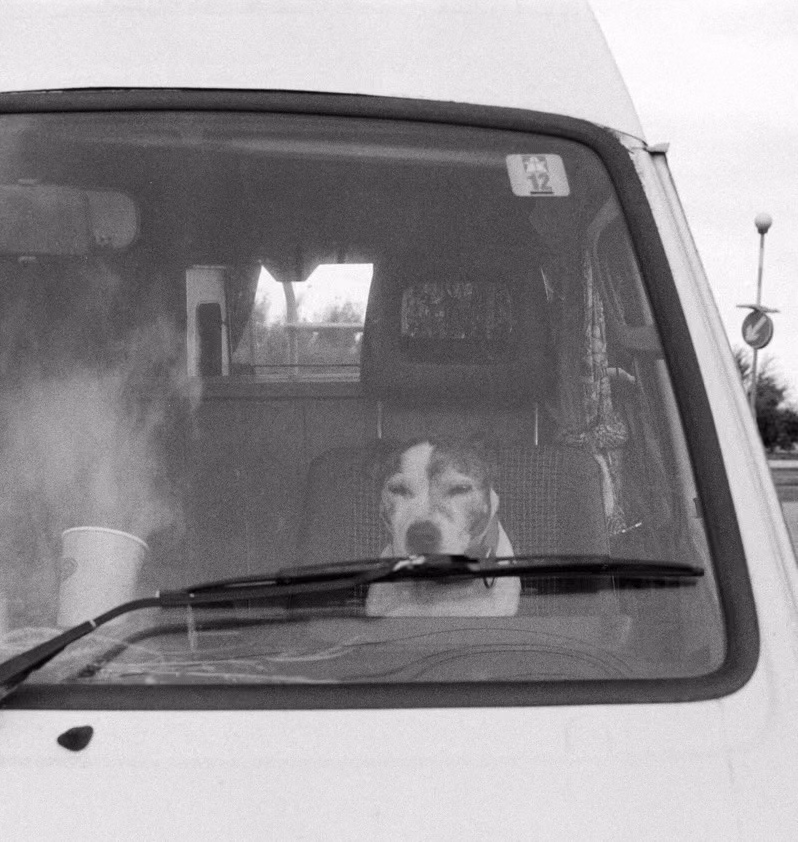Dog in a van, in the driver's seat, comedic, black and white, roadside, London, UK