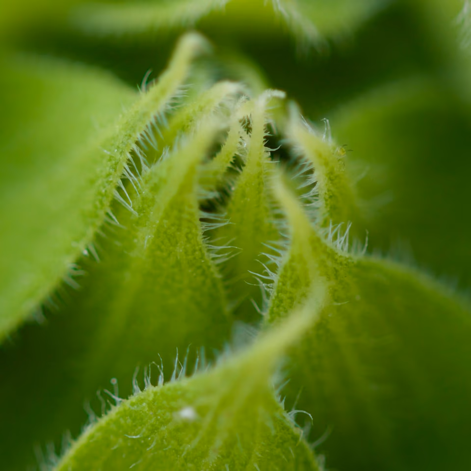 Sunflower bud unfurling, fine stem hairs in close detail, Malta 2025