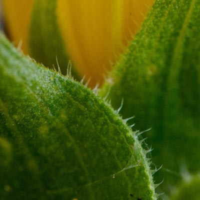 Sunflower sepal and stem detail, fine hairs in macro, Malta 2025